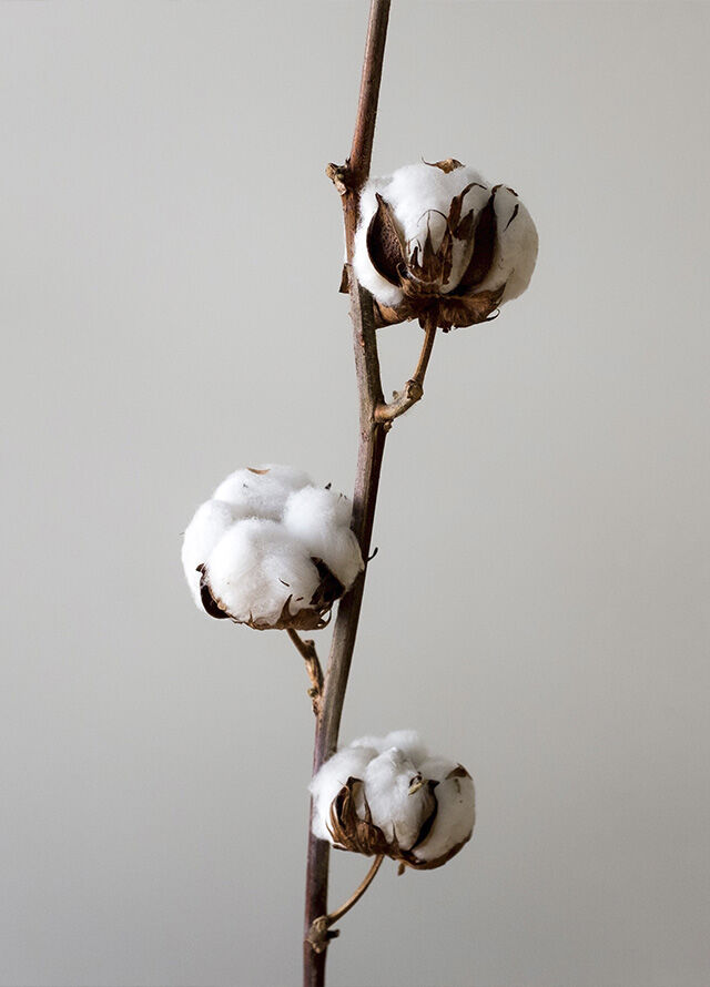 algodón reciclado