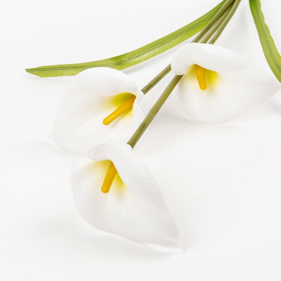 Vara calas blancas