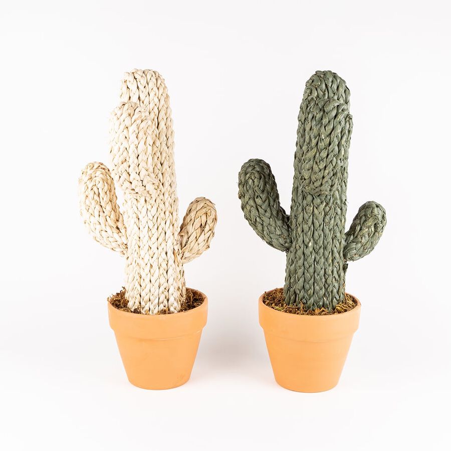 Cactus de cuerda en maceta 2 modelos a elegir 50x15cm