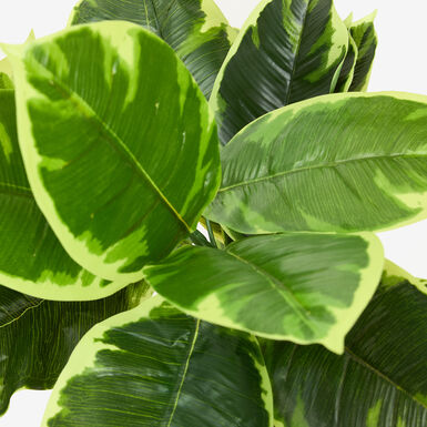 Planta artificial en maceta Ficus 145cm