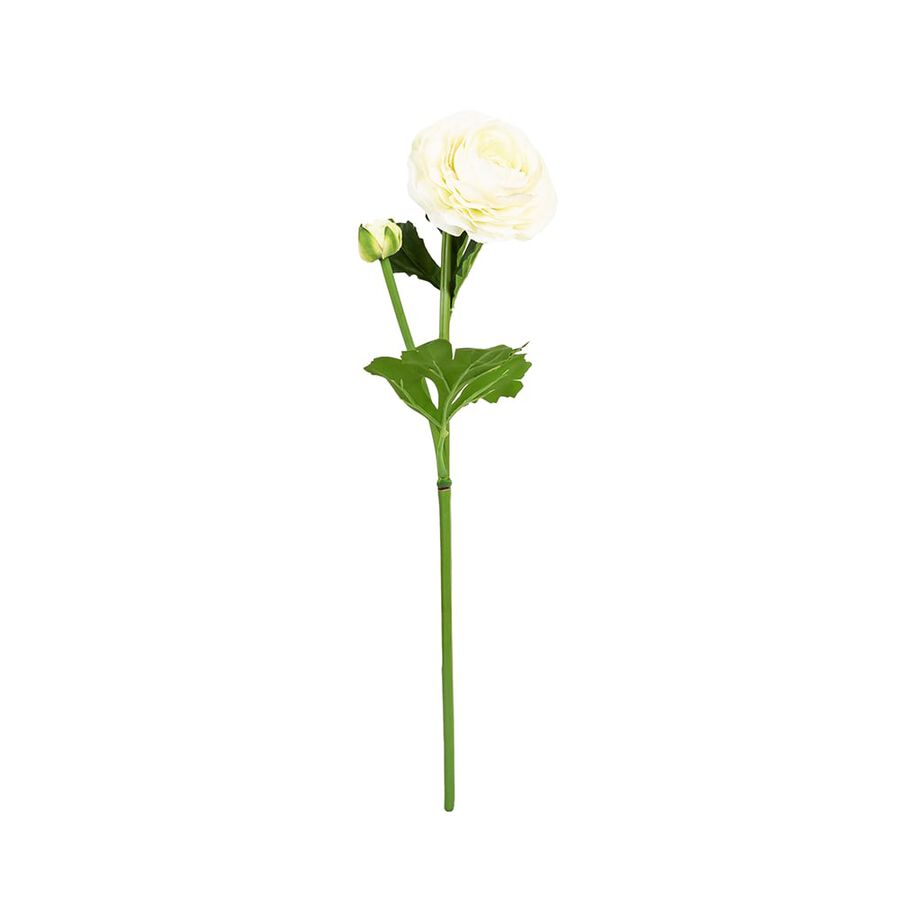 Vara ranunculus grande blanco