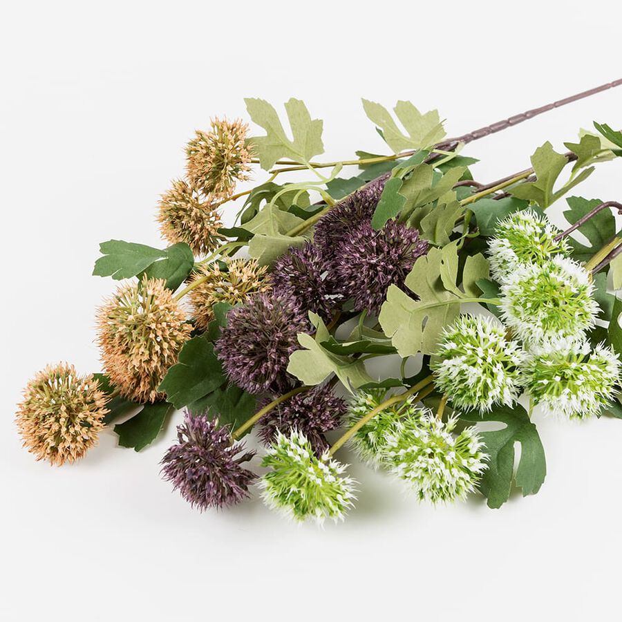 Vara Allium malva