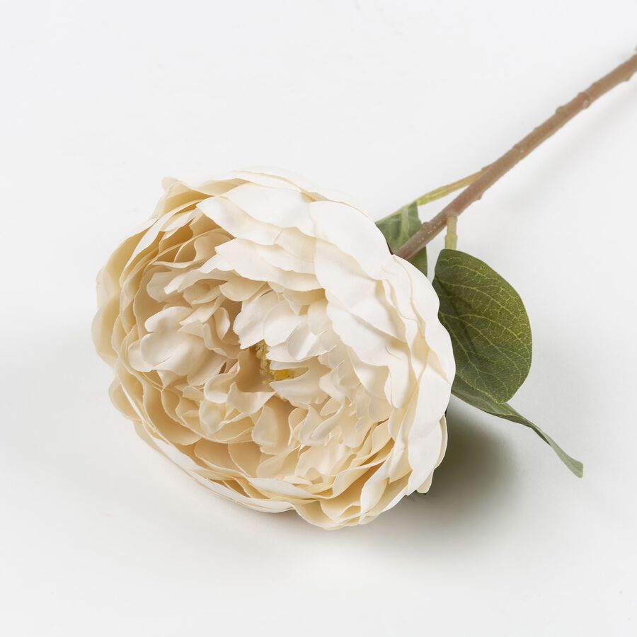 Flor peonia otoñal blanca