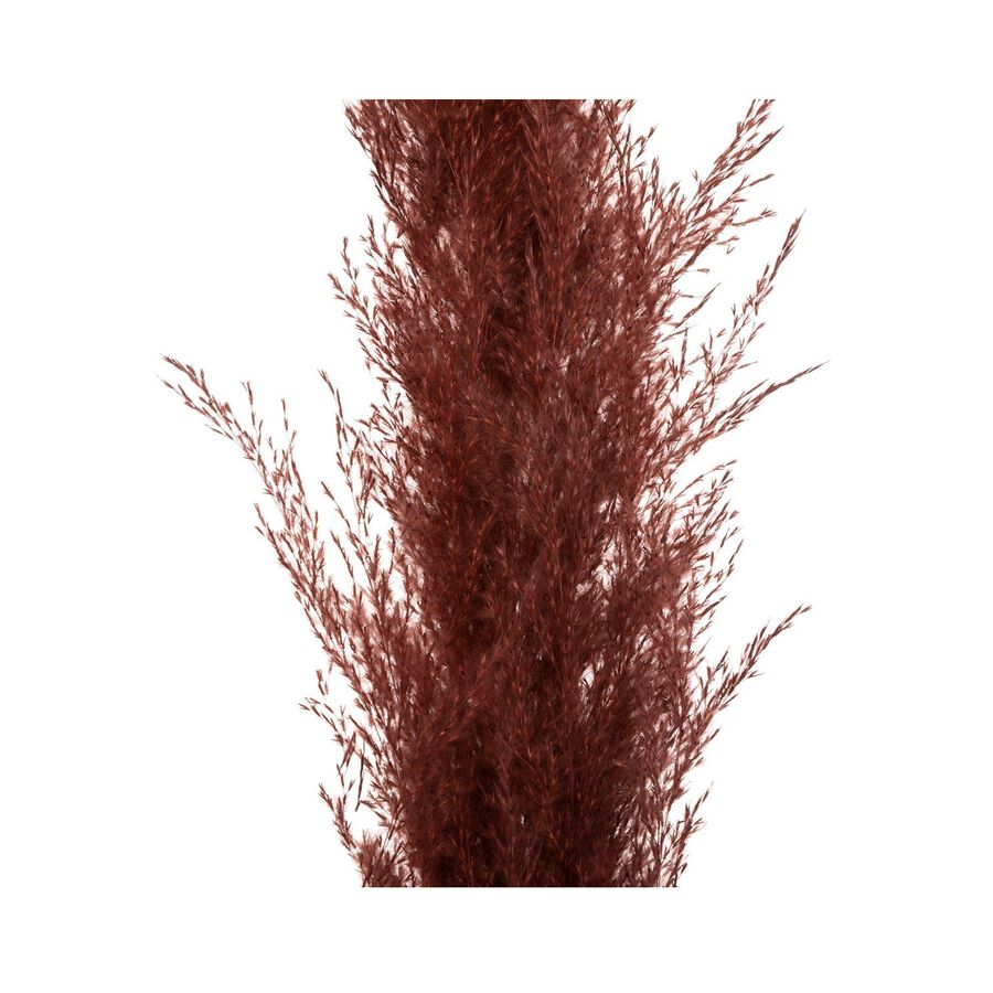 Ramo de flores secas rubí Pampa 110cm