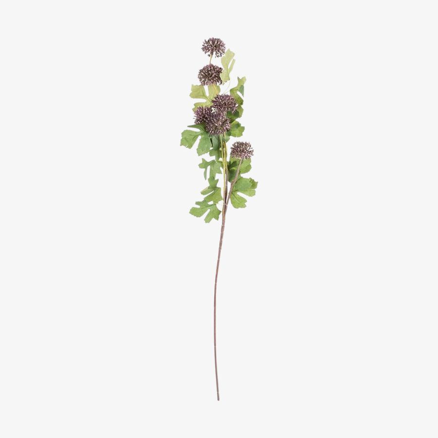 Vara Allium malva