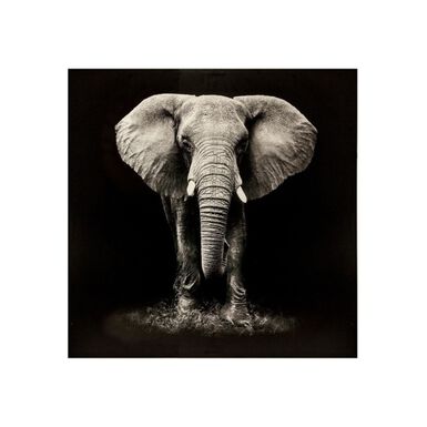 Lienzo con marco de madera Elefante 100x100cm