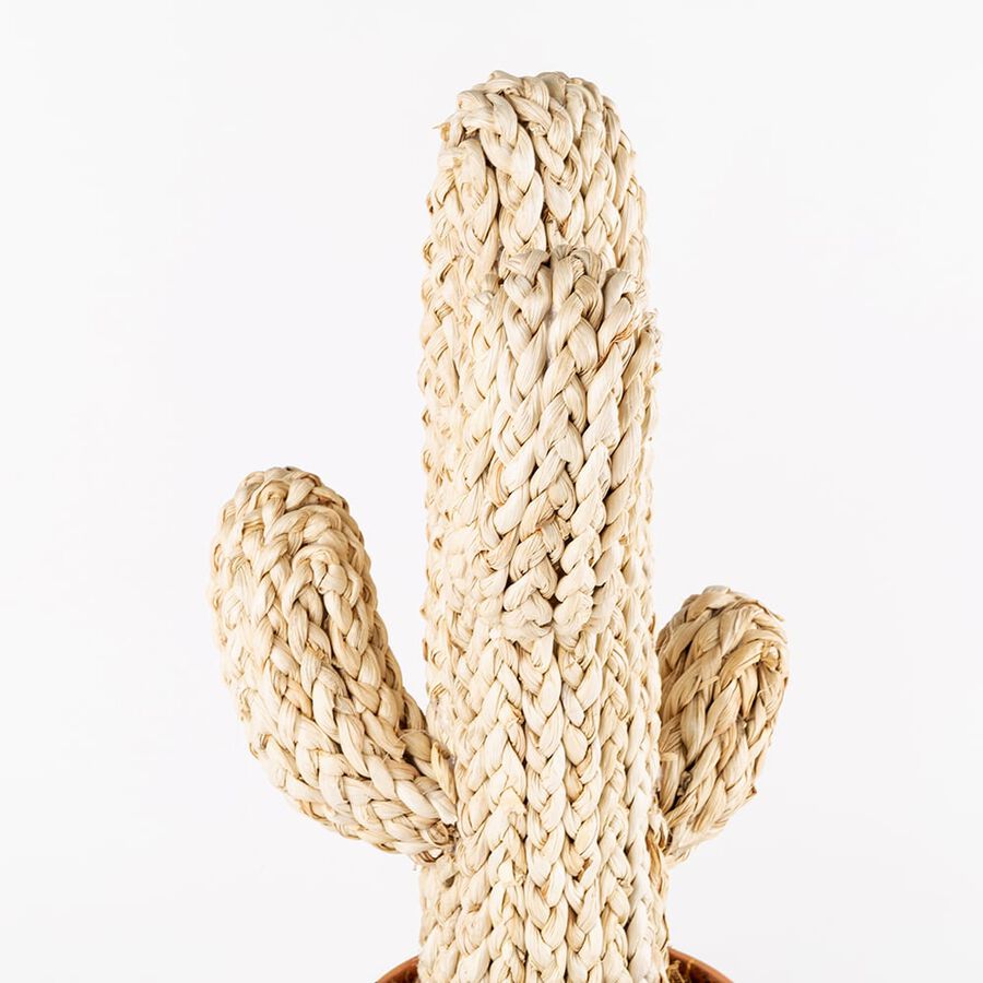 Cactus de cuerda en maceta 2 modelos a elegir 50x15cm
