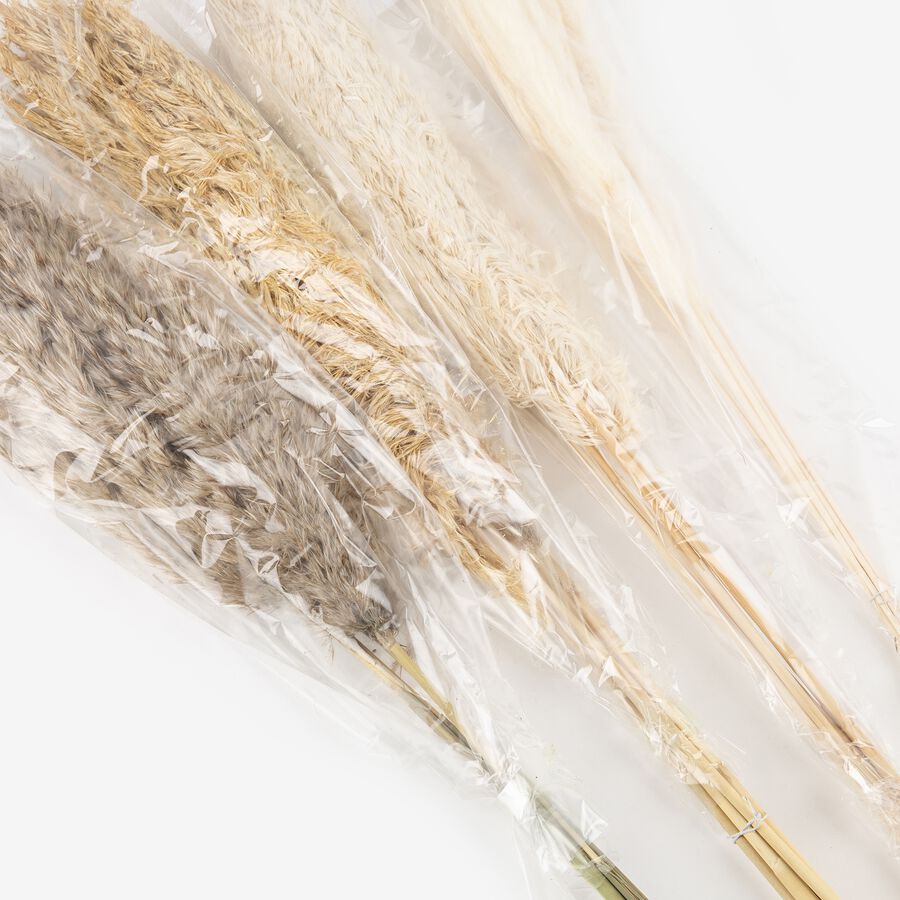 Pampa seca en varios modelos 75cm