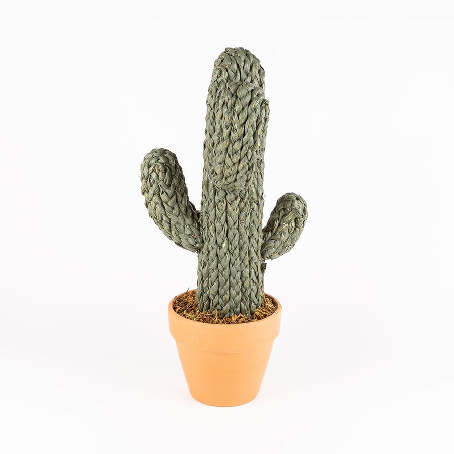 Cactus de cuerda en maceta 2 modelos a elegir 50x15cm