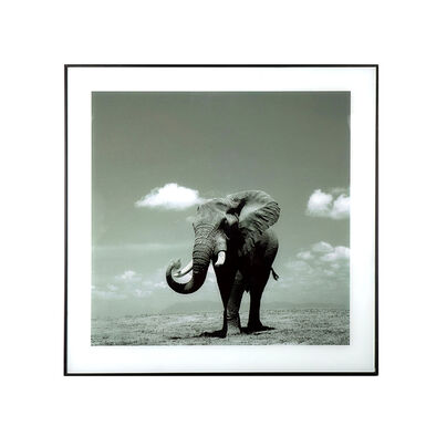 Cuadro elefante blanco y negro Thun 50cm
