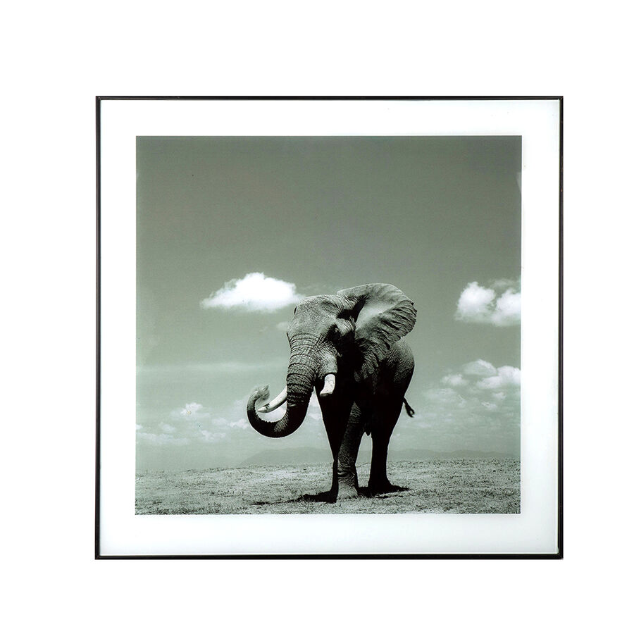 Cuadro elefante blanco y negro Thun 50cm