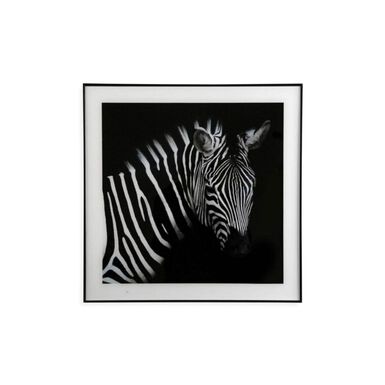 Cuadro con marco y cristal Zebra 50x50cm