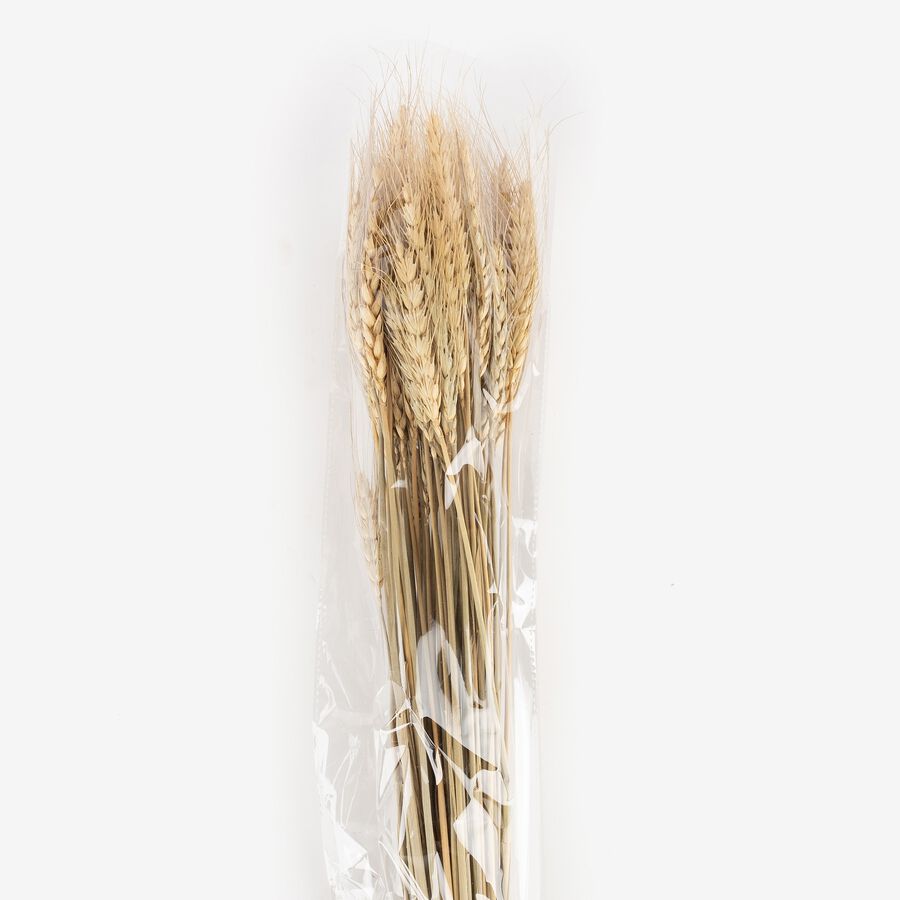 Rama de flores seca de espigas de 60cm