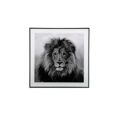 Cuadro con marco y cristal León 50x50cm