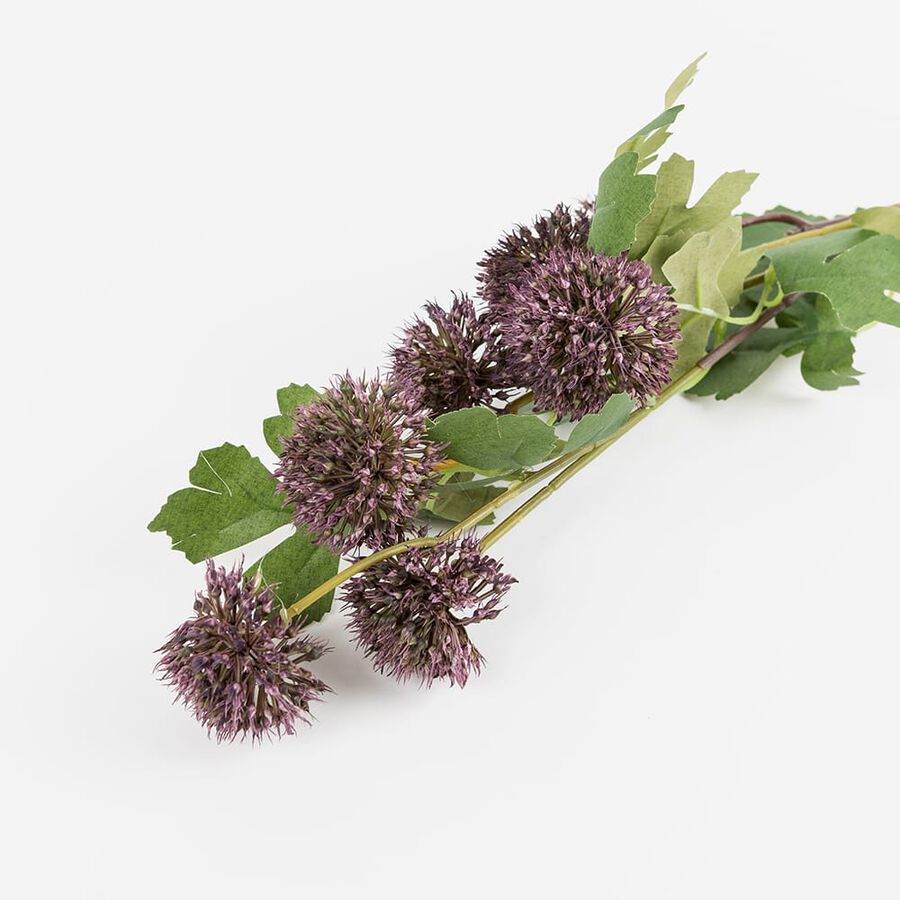 Vara Allium malva