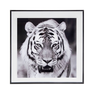 Cuadro tigre blanco y negro Thun 50cm
