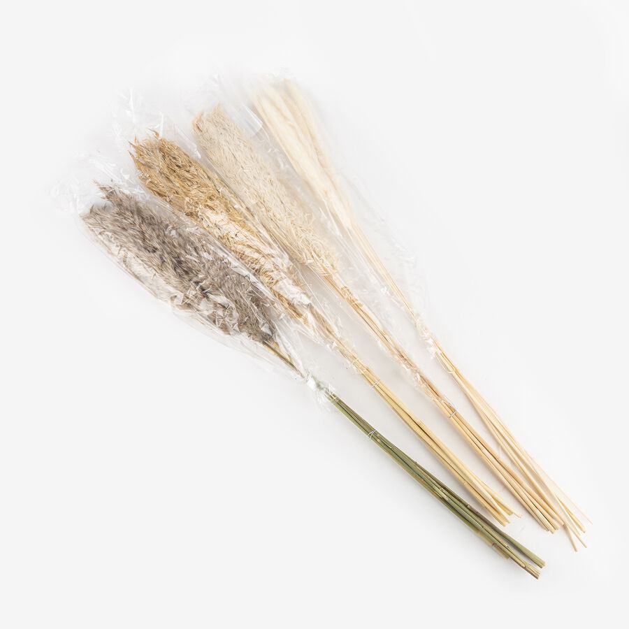 Pampa seca en varios modelos 75cm