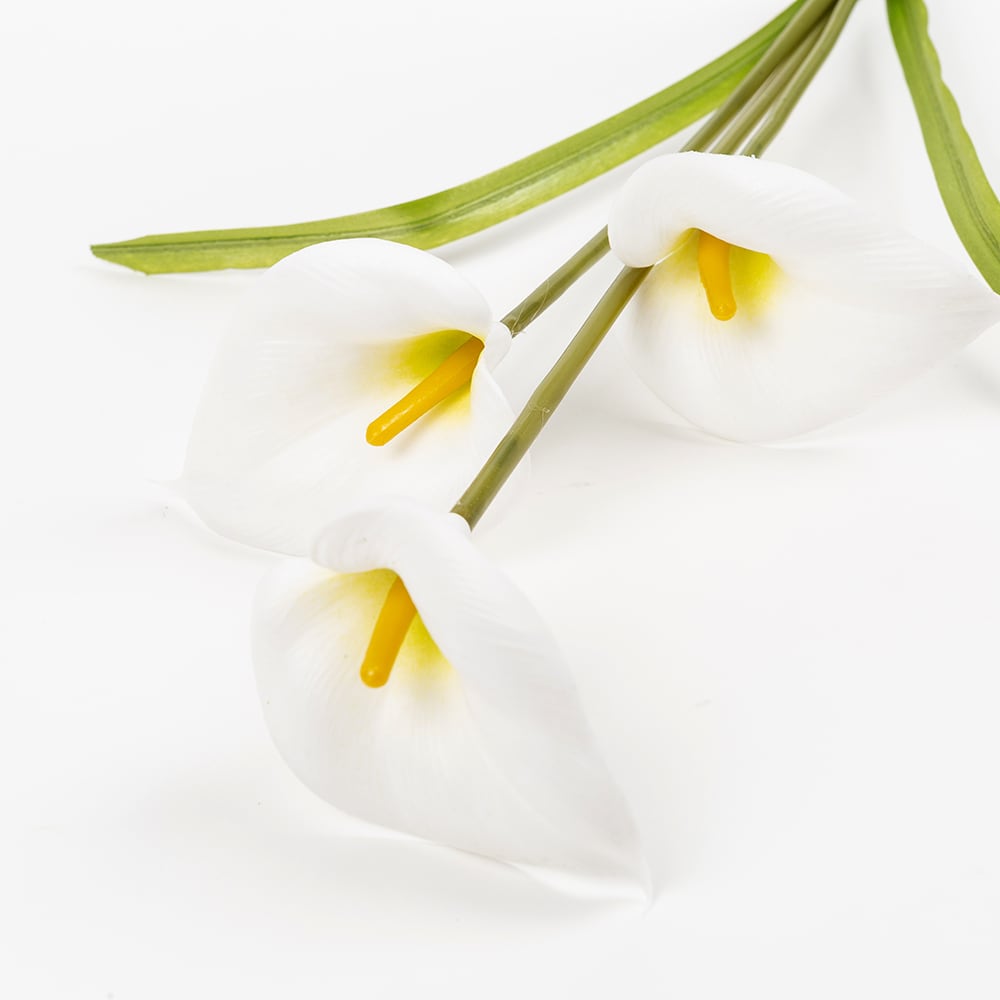 Vara calas blancas