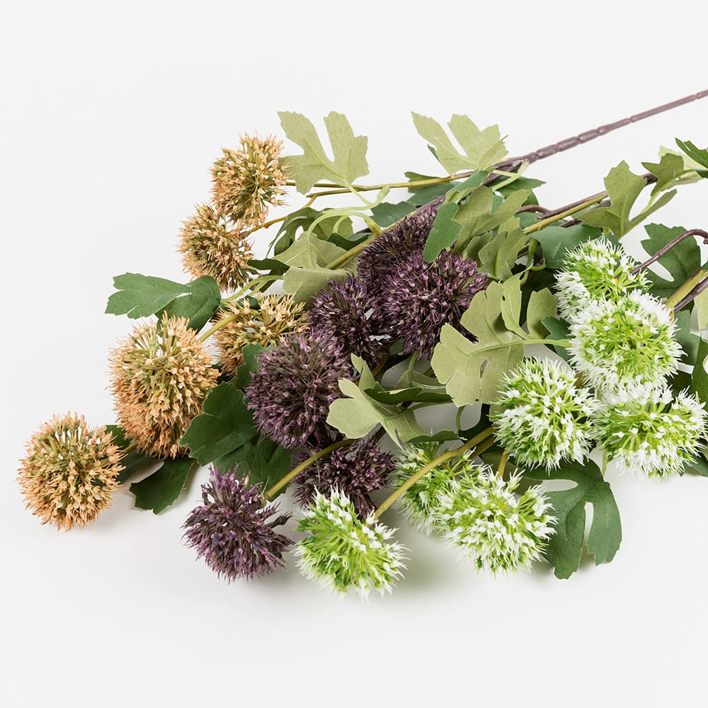 Vara Allium malva