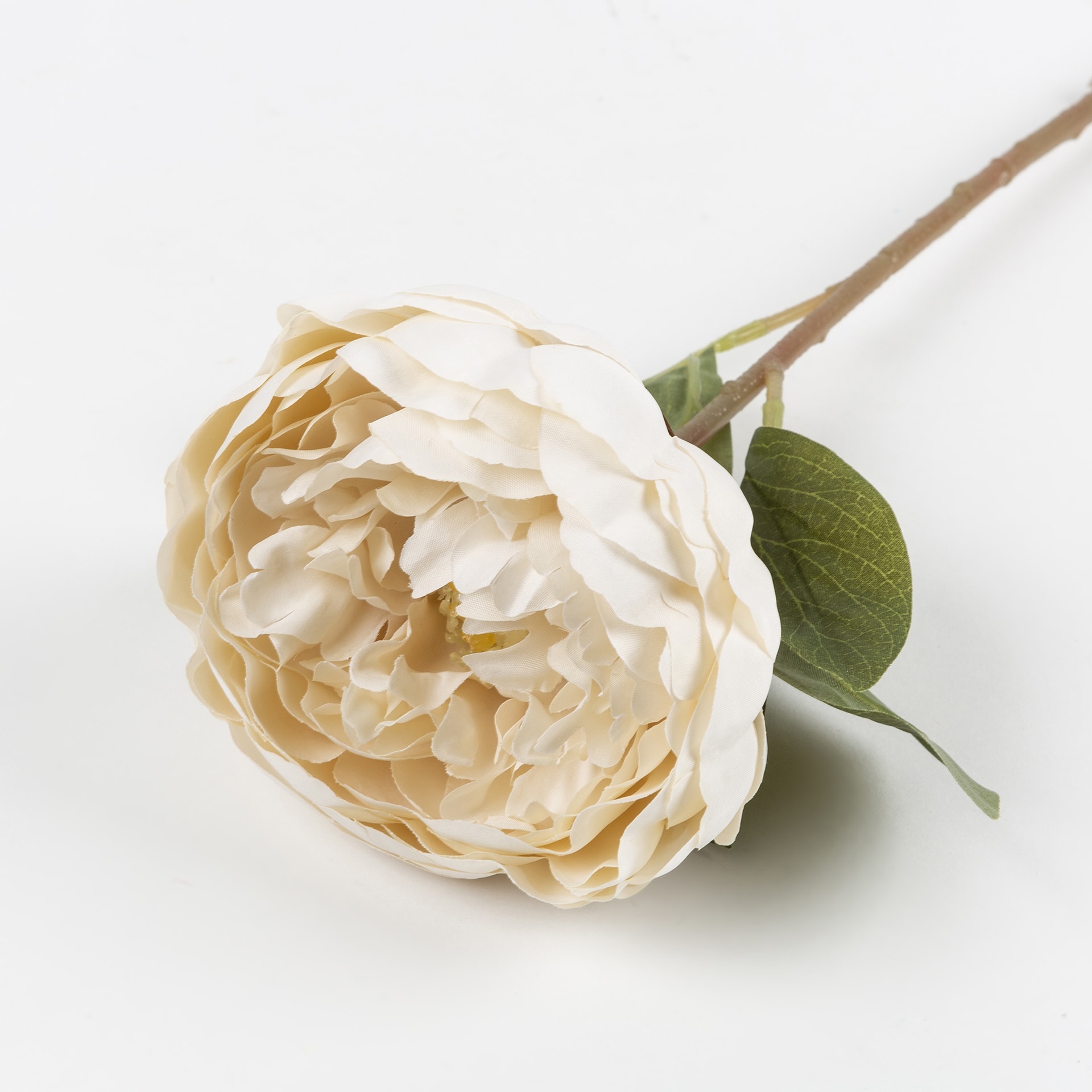 Flor peonia otoñal blanca