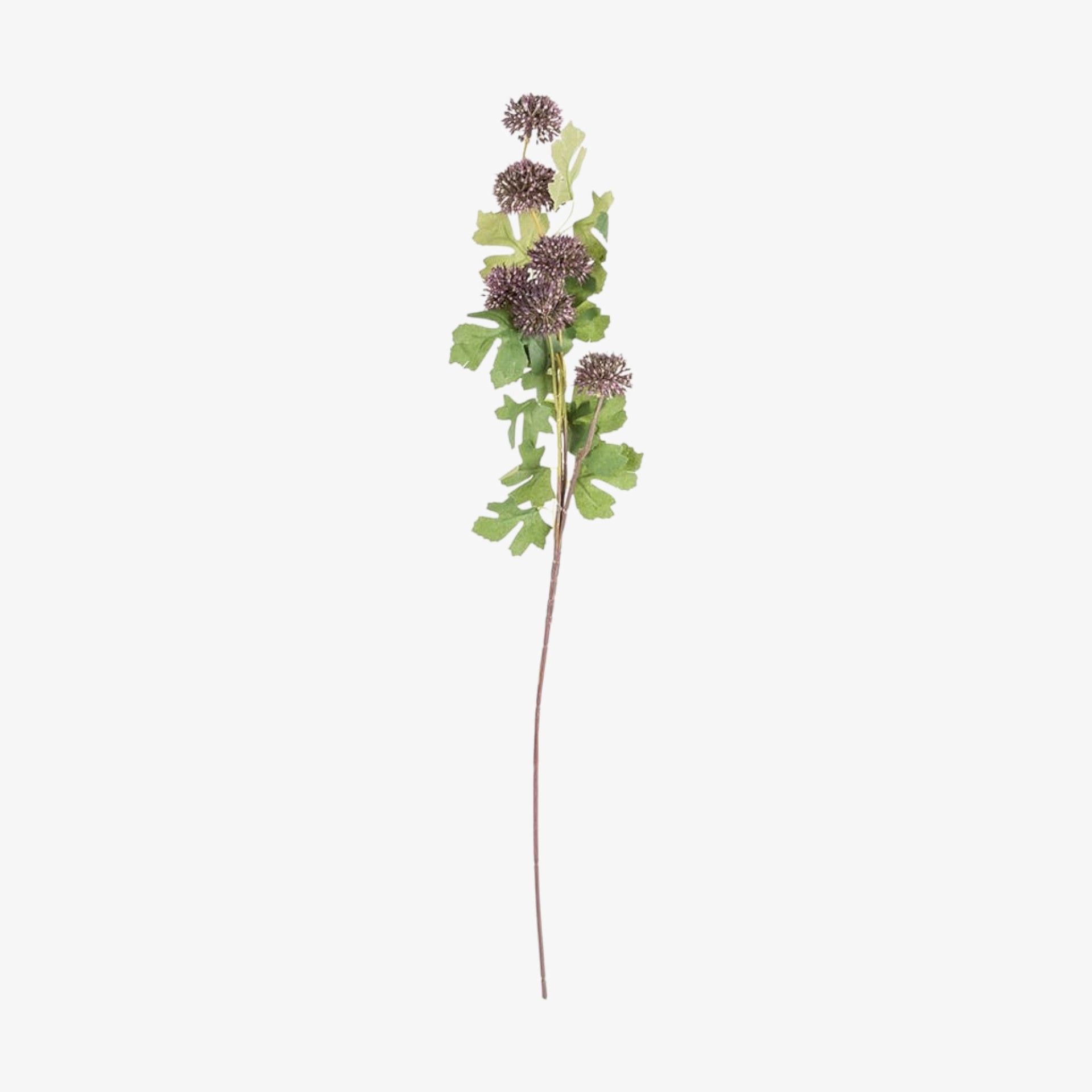 Vara Allium malva
