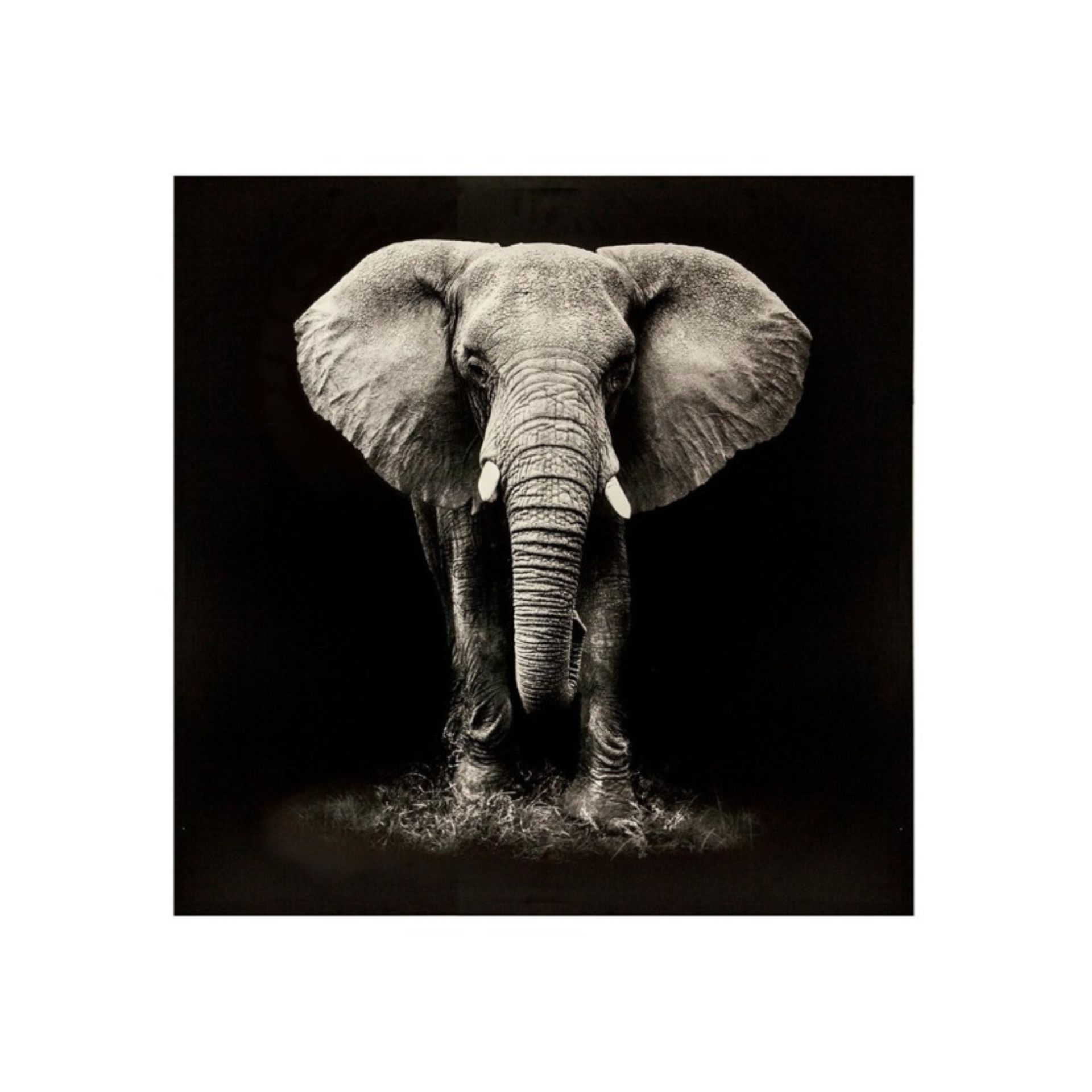 Lienzo con marco de madera Elefante 100x100cm