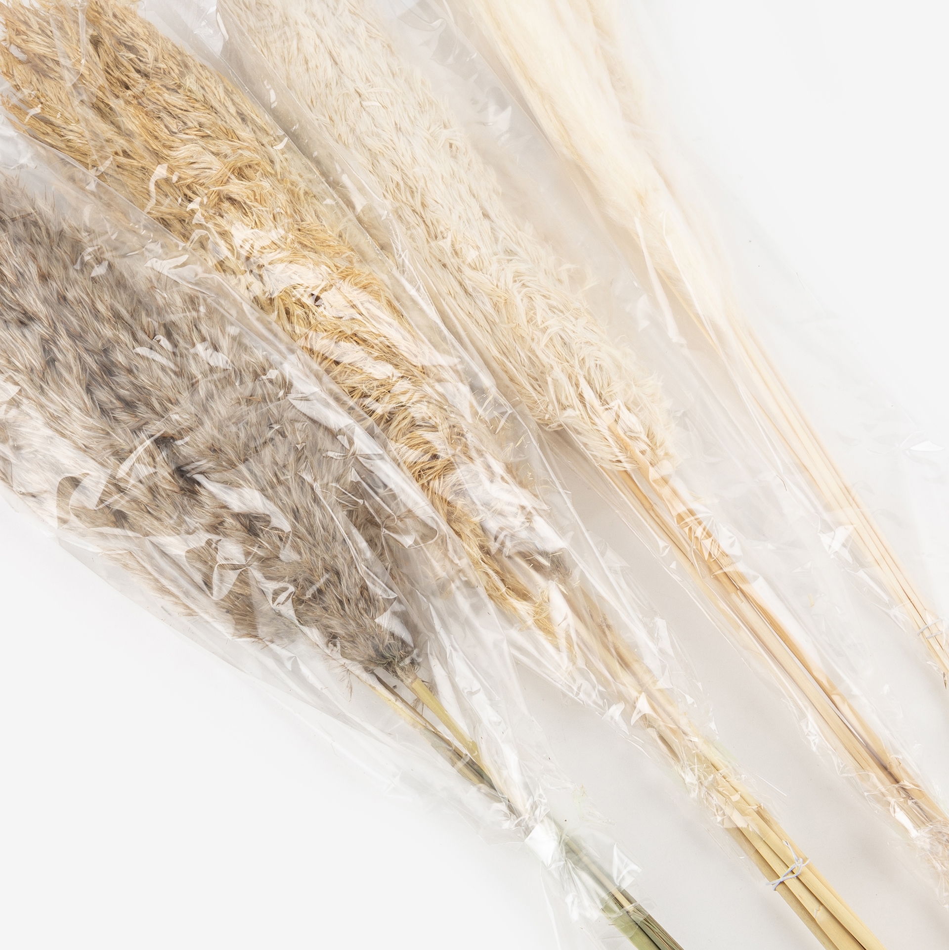 Pampa seca en varios modelos 75cm