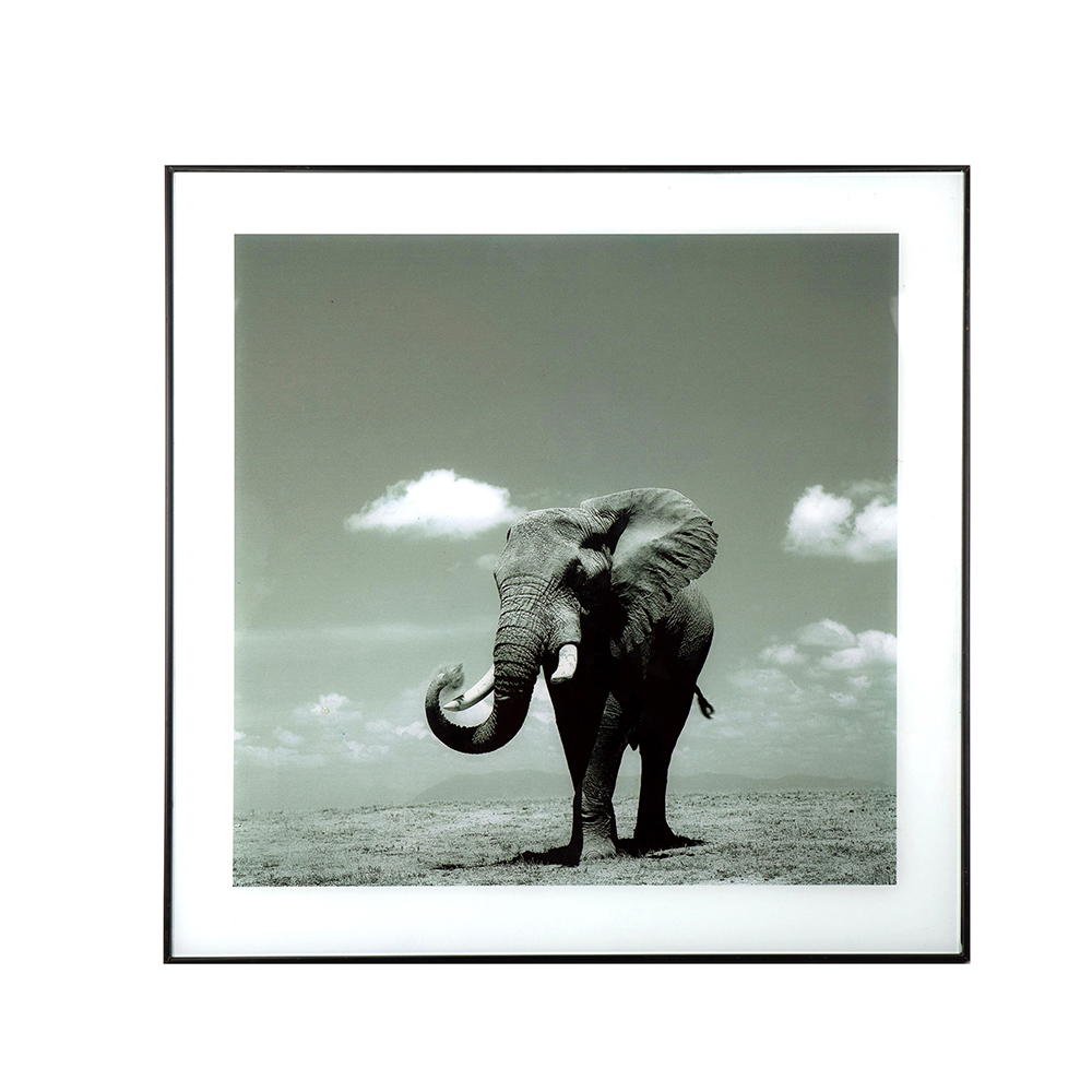 Cuadro elefante blanco y negro Thun 50cm