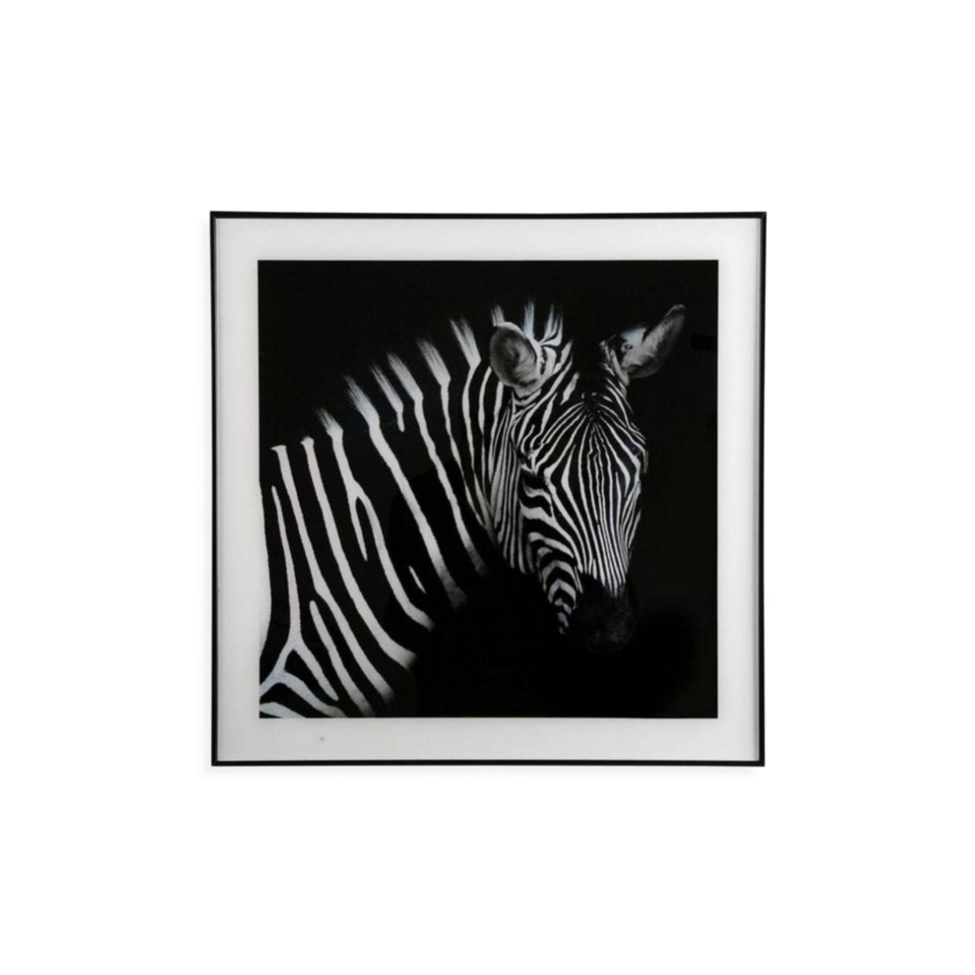 Cuadro con marco y cristal Zebra 50x50cm