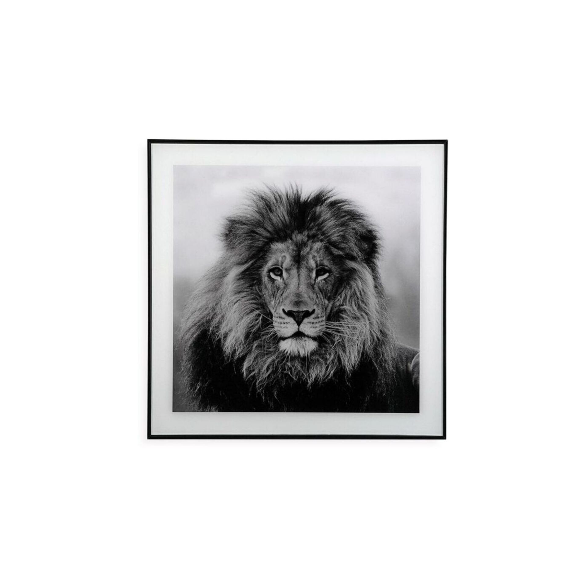 Cuadro con marco y cristal León 50x50cm