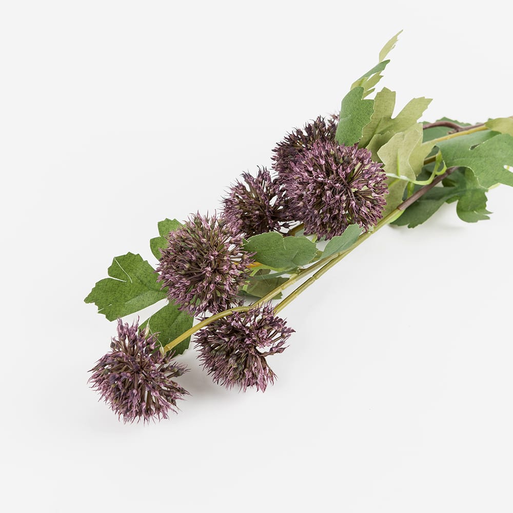 Vara Allium malva