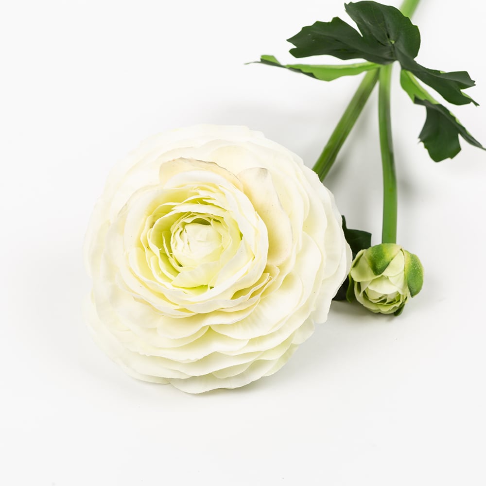 Vara ranunculus grande blanco